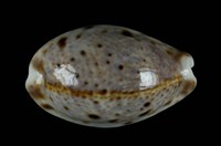 藏品(山貓寶螺)的圖片